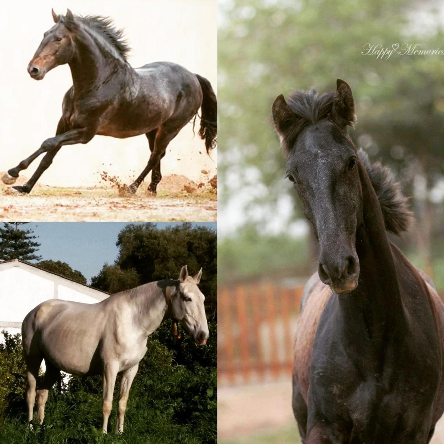 Horse Riding Country House Вила Франка ди Шира Екстериор снимка