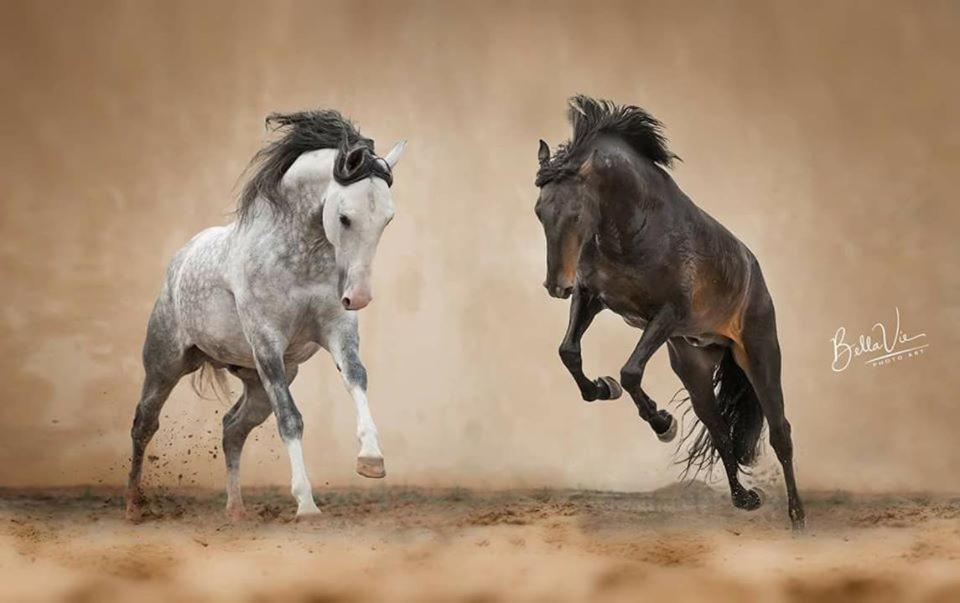 Horse Riding Country House Вила Франка ди Шира Екстериор снимка