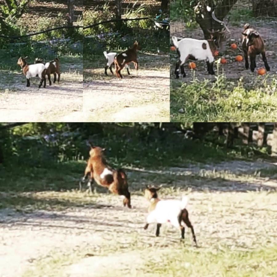 Horse Riding Country House Вила Франка ди Шира Екстериор снимка